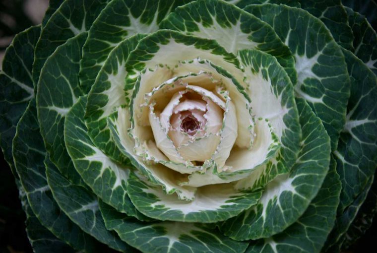 chou blanc ornement