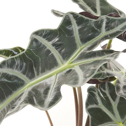 arrosage et entretien de l'alocasia amazonica