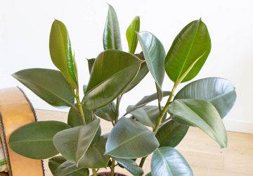 Arrosage et entretien du ficus elastica