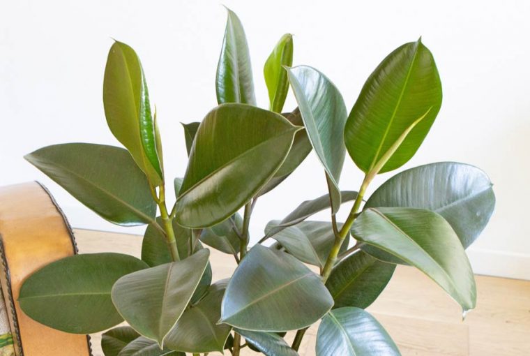 Arrosage et entretien du ficus elastica