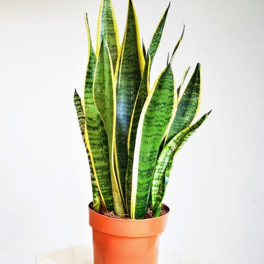Comment prendre soin sansevieria ?