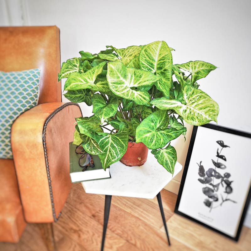 Comment prendre soin de son syngonium?