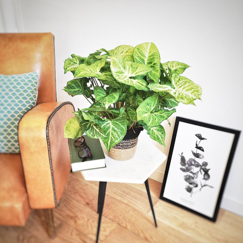 Conseils d'entretien du syngonium