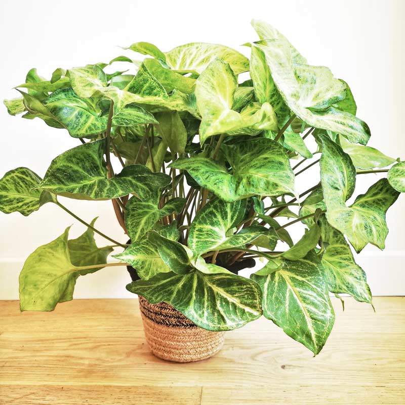 Acheter un syngonium