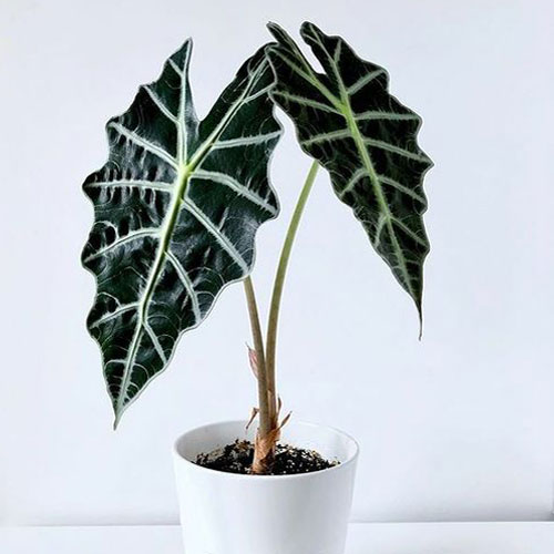 culture de l'alocasia polly