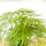 Comment entretenir un aspargus ?