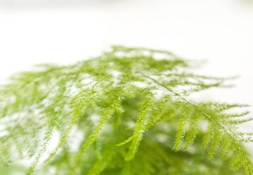 Comment entretenir un aspargus ?
