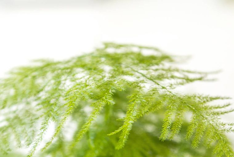 Comment entretenir un aspargus ?