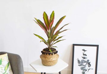 Conseils d'entretien de la cordyline red edge