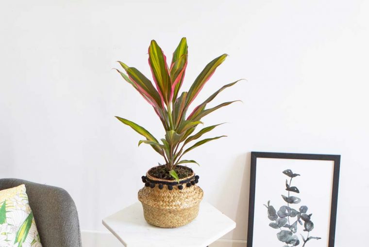 Conseils d'entretien de la cordyline red edge