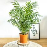 entretien chamaedorea