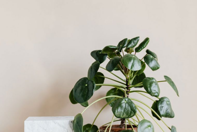 Conseils d'arrosage et d'entretien de la pilea peperomioides