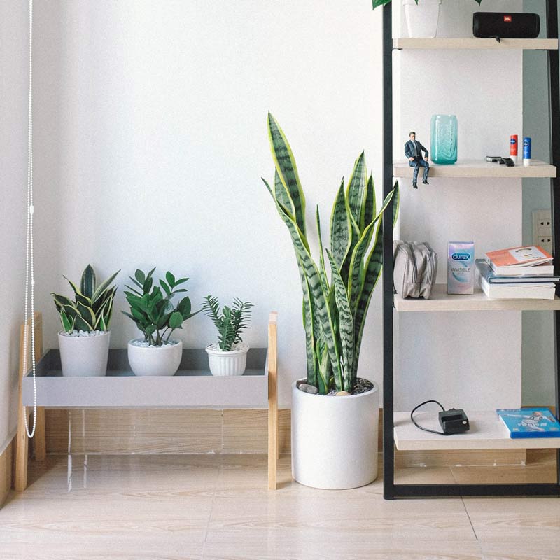 Arrosage et entretien de la sansevieria