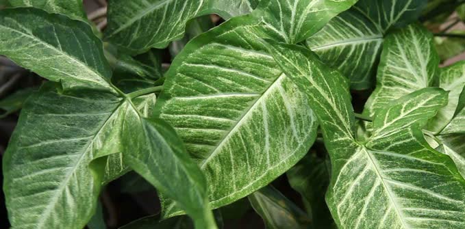 Syngonium plante dépolluante