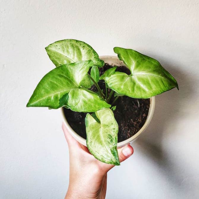 Apprenez à vous occuper du syngonium