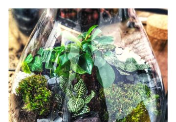 5 conseils indispensables à connaitre pour entretenir son terrarium tropical ou fermé