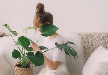 7 conseils d'entretien pour des plantes d'intérieur en bonne santé