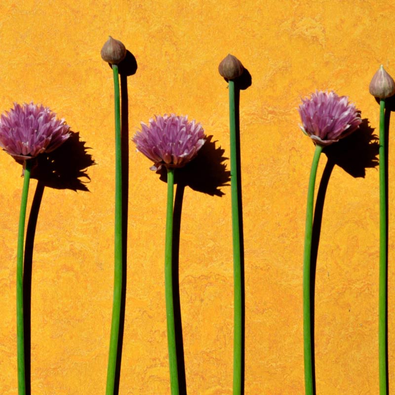 Herbe aromatique indispensable au balcon, la ciboulette relèvera tous vos petits plats