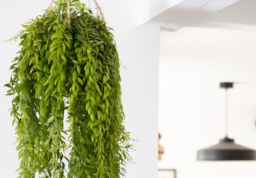 Tous nos conseils d'entretien, d'arrosage et de culture de l'aeschynanthus japhrolepis