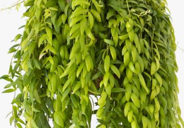 entretien aeschynanthus japhrolepis
