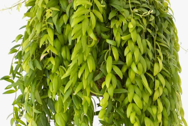 entretien aeschynanthus japhrolepis
