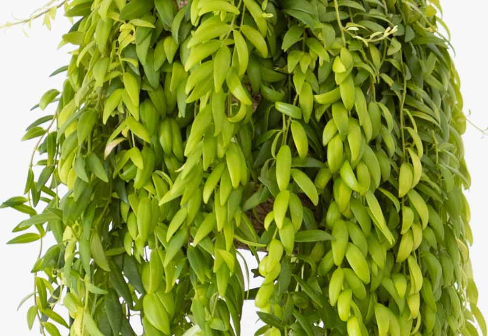 entretien aeschynanthus japhrolepis