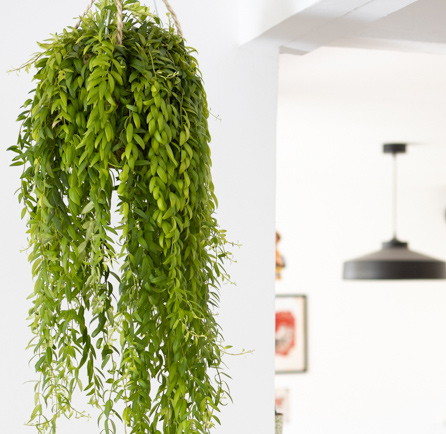Tous nos conseils d'entretien, d'arrosage et de culture de l'aeschynanthus japhrolepis