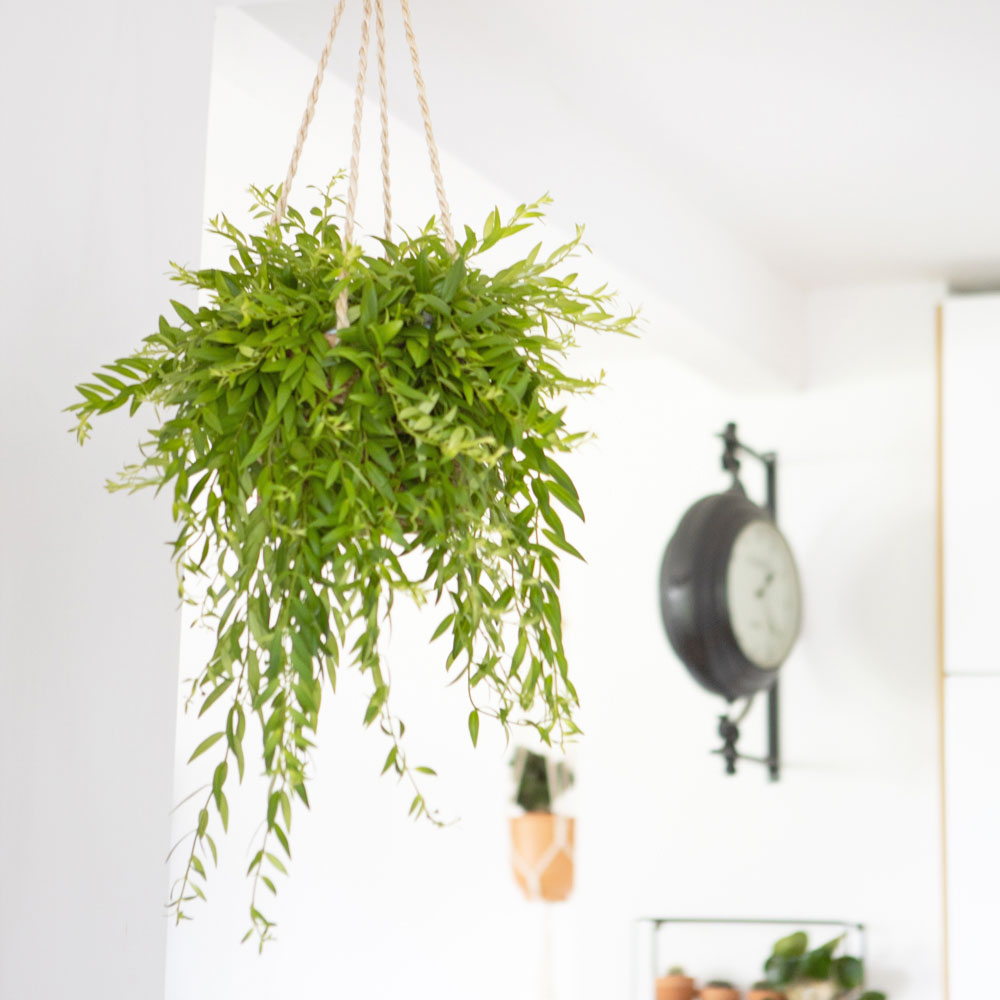 Comment entretenir l'aeschynanthus japhrolepis ?