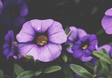 réussir la culture des pétunias en pot