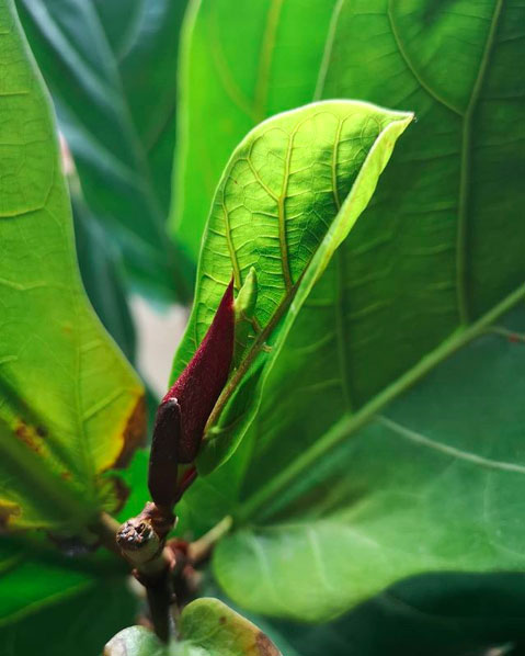 conseils entretien ficus lyrata