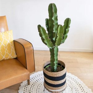 Conseils d'entretien et d'arrosage du cactus ou euphorbe eritrea.