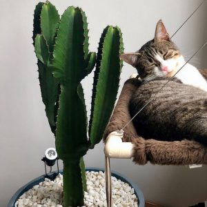 conseils d'entretien et d'arrosage du cactus eritrea