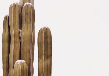 ENTRETIEN CACTUS ERITREA