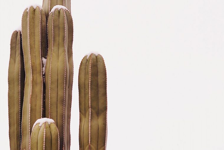 ENTRETIEN CACTUS ERITREA