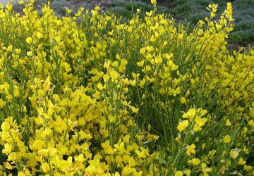 arrosage, entretien et culture du genet cytisus