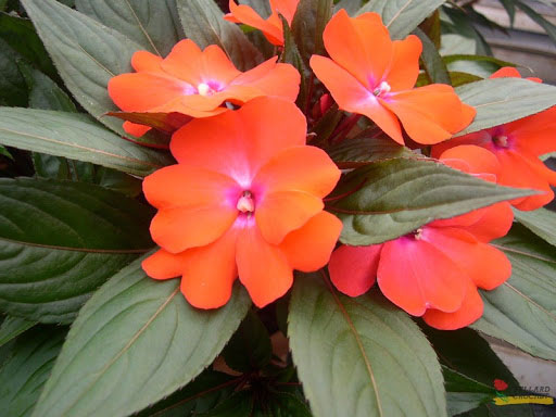 Comment prendre soin des impatiens, fleurs annuelles ?