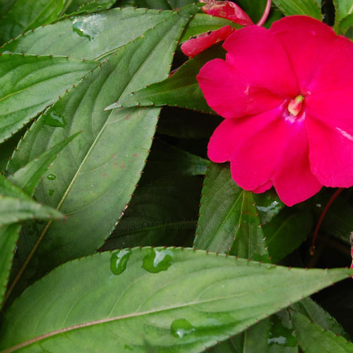 Culture impatiens en pot