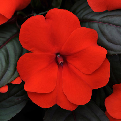 Comment prendre soin des impatiens en pot?