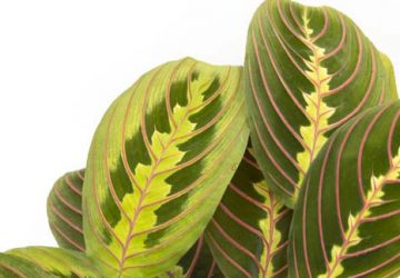 Comment arroser marenta leuconeura ?