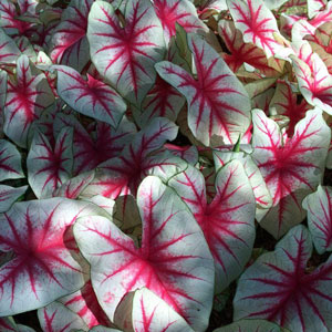 Arrsoage, entretien, maladies du caladium florida sweetheart