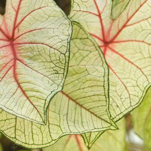 Conseils d'entretien et d'arrosage du caladium florida