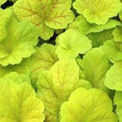 Comment prendre soin des heuchères au jardin ?