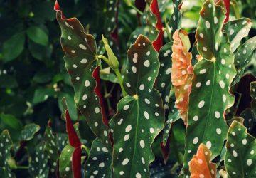 Comment prendre soin du begonia maculata ou tamaya
