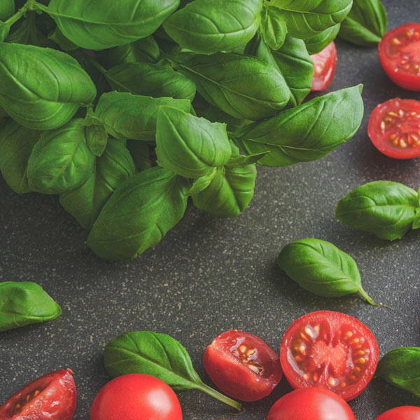 comment prendre soin du basilic en pot ?