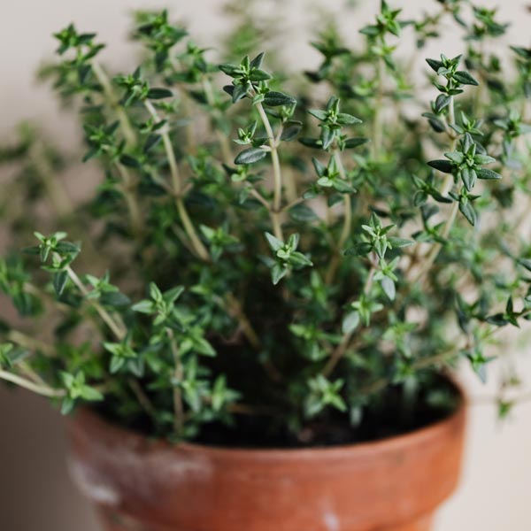 arrosage , taille thym en pot