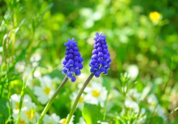 comment entretenir le muscari