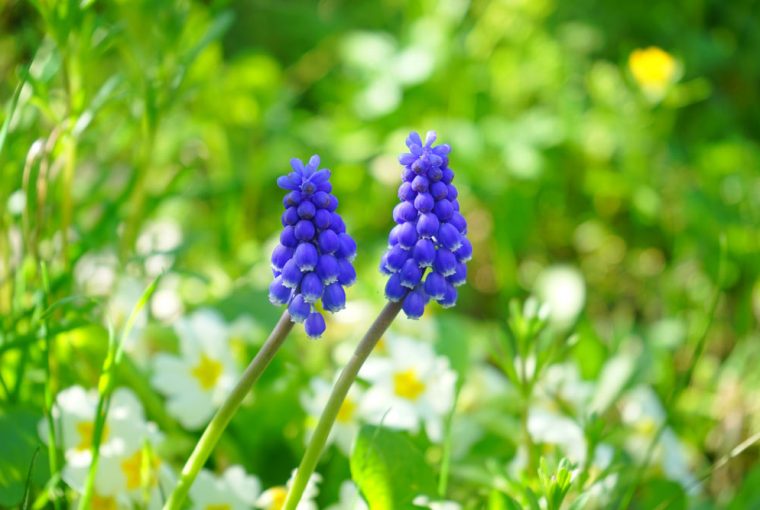 comment entretenir le muscari