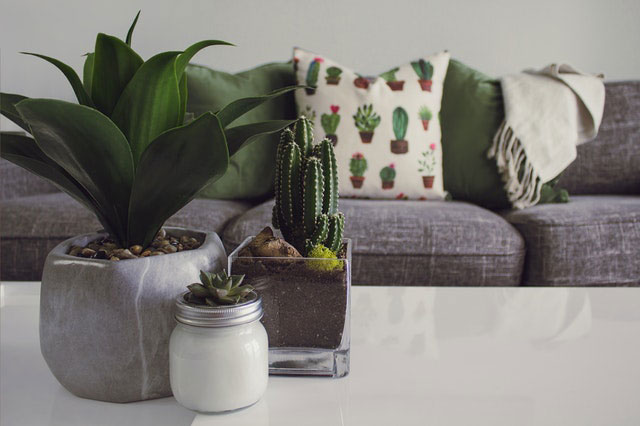 refaire vivre une plante. Nos conseils