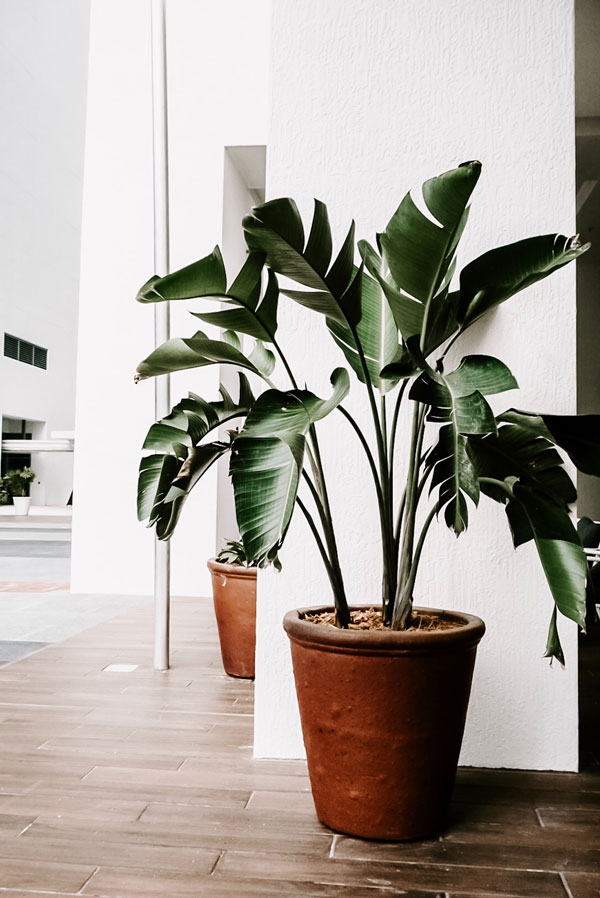 Retrouvez nos 5 astuces pour redonner vie à vos plantes d'intérieur
