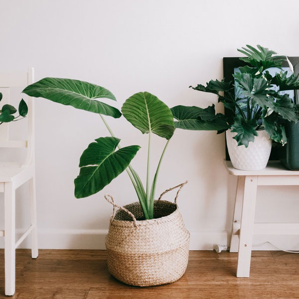 5 conseils pour réanimer vos plantes d'intérieur abîmées.